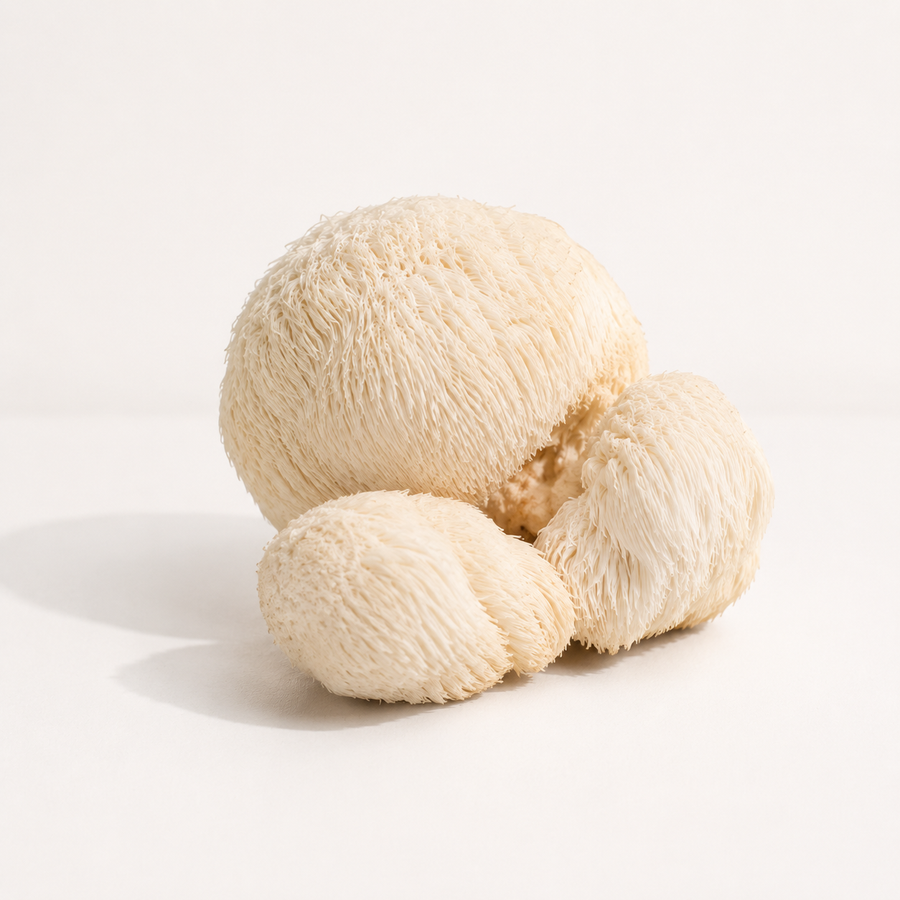 Lion's Mane