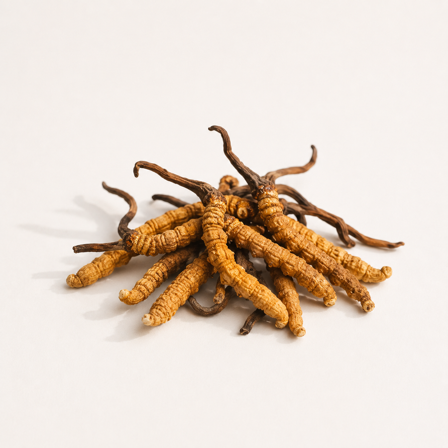 Cordyceps